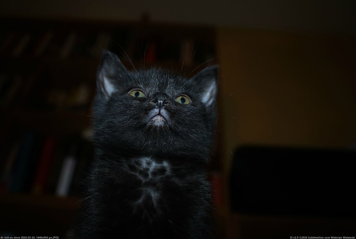 #Cats #Cute #Adopt #Fledgling #Supervillain #Sweet #Portrait [Cats] Trying for a sweet, cute, 'adopt me' portrait. Instead, got 'fledgling supervillain.' Pic. (Obraz z album My r/CATS favs))