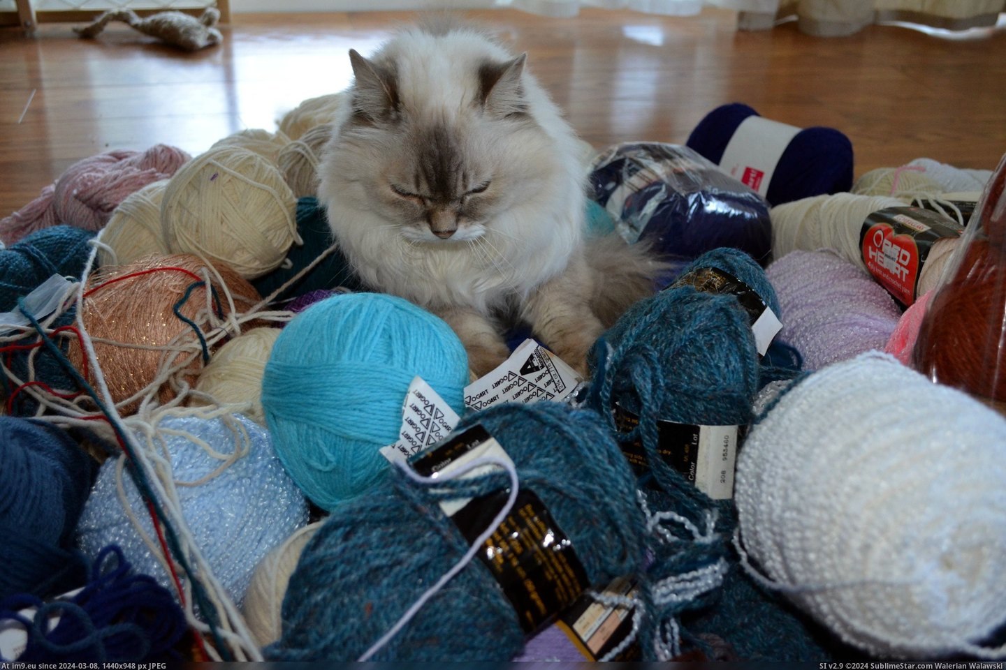 #Cats #Year #Old #Declared #Yarn #Organizing #Queen #Soma #Stash [Cats] Was organizing my stash when my 16-year-old declared herself 'Soma, Queen of Yarn'. Pic. (Image of album My r/CATS favs))