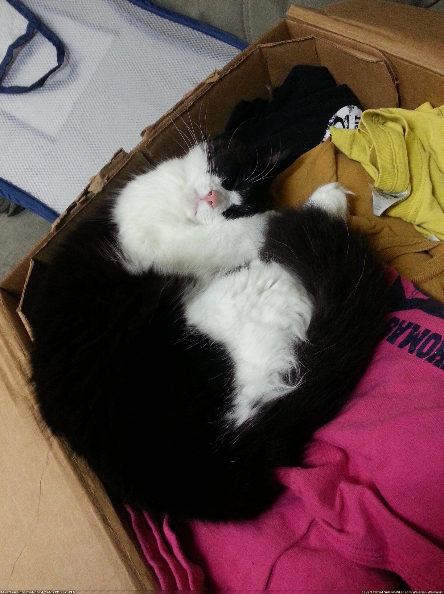 #Cats #House #Left #Sybil #Unattended #Boxes #Joy #Packing [Cats] We are currently packing up our house and left a few boxes unattended. Much to Sybil's joy. Pic. (Image of album My r/CATS favs))
