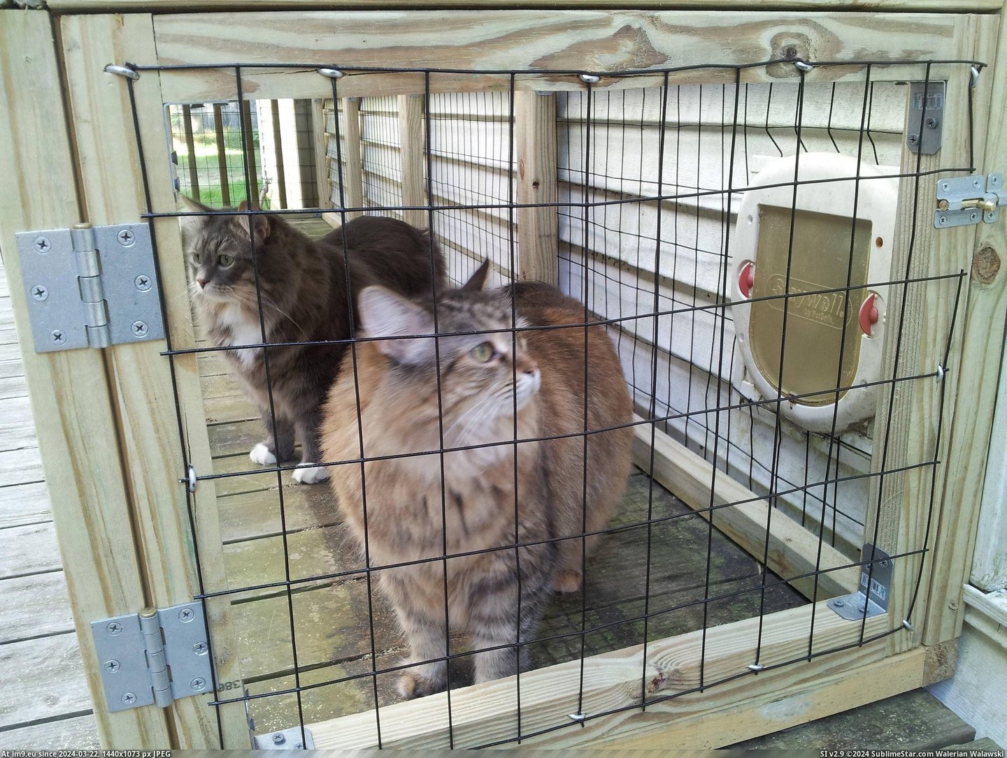#Cats #For #Enclosure #Indoor #Our #Finished [Cats] We finished the outside enclosure for our indoor cats! (x-post -r-pics) 4 Pic. (Image of album My r/CATS favs))
