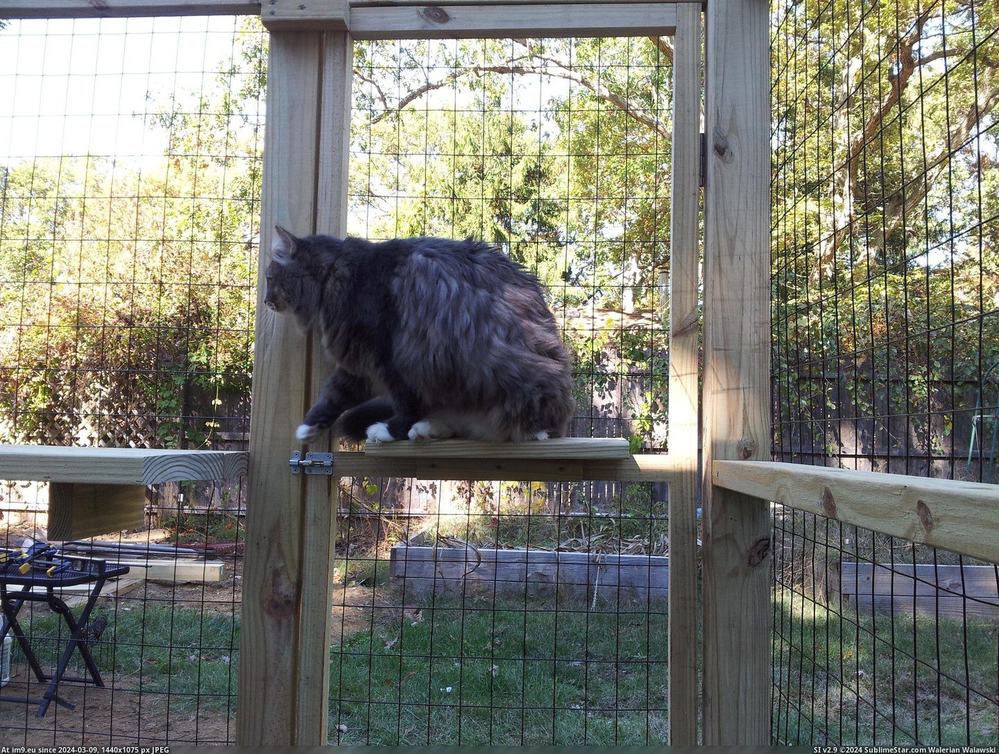 #Cats #For #Enclosure #Indoor #Our #Finished [Cats] We finished the outside enclosure for our indoor cats! (x-post -r-pics) 9 Pic. (Obraz z album My r/CATS favs))