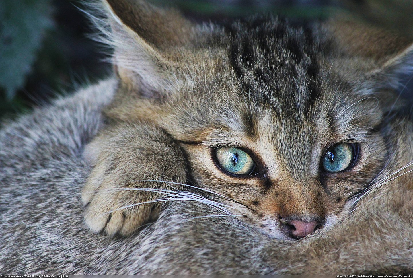 #Cats #Wildcat #Belongs [Cats] Well this is a wildcat, belongs here too?  pics Pic. (Bild von album My r/CATS favs))