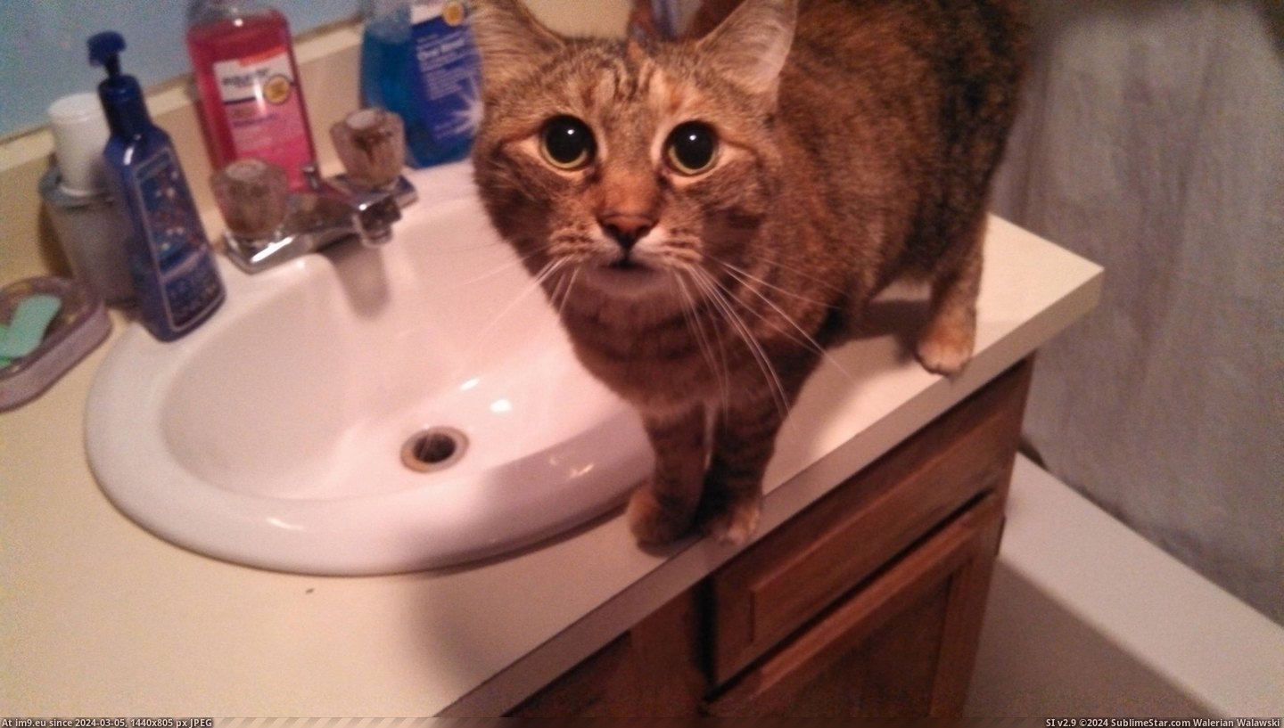 #Cats #For #Cat #Everytime #Fail #Patton #Water #Bathroom #Sink [Cats] Without fail, my cat Patton comes to the sink for water EVERYTIME I go to the bathroom.... Pic. (Image of album My r/CATS favs))