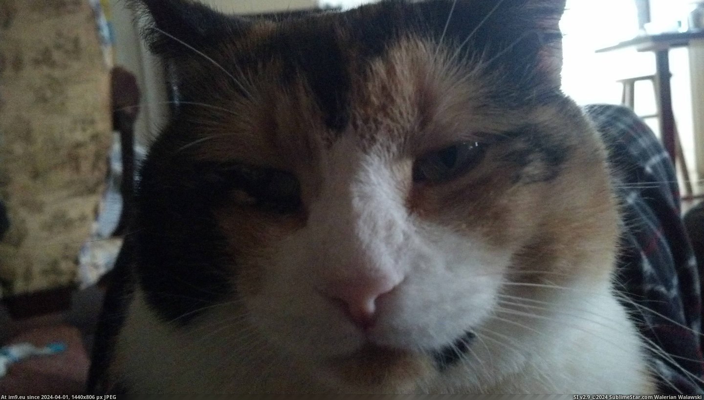 #Cats #Face #Chest #Sitting #Woke [Cats] woke up to this face sitting on my chest Pic. (Image of album My r/CATS favs))