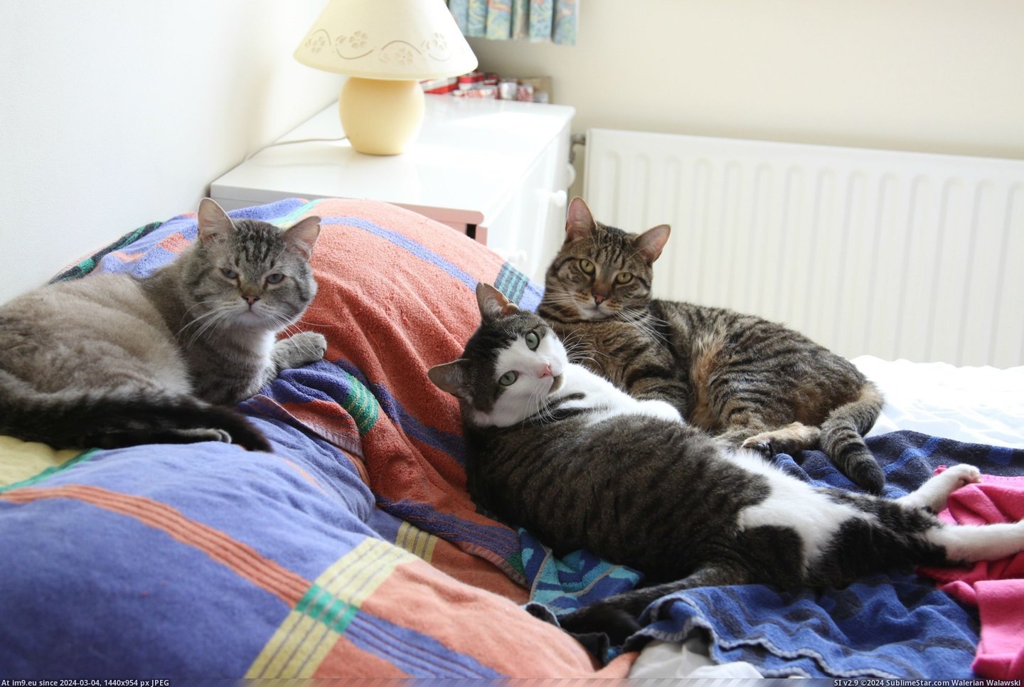 #Cats #Guys #Meet #Teddy #Bobby #University #Worst #Loki [Cats] Worst thing about being at university? Being away from these guys. Meet Teddy, Loki and Bobby! Pic. (Image of album My r/CATS favs))