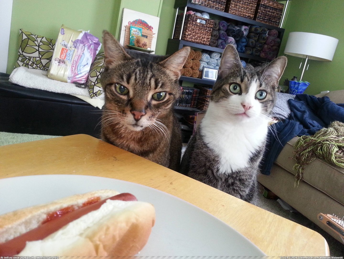 #Hot #Dogs #Cats [Cats] 'You're having hot dogs? We like hot dogs!' Pic. (Image of album My r/CATS favs))