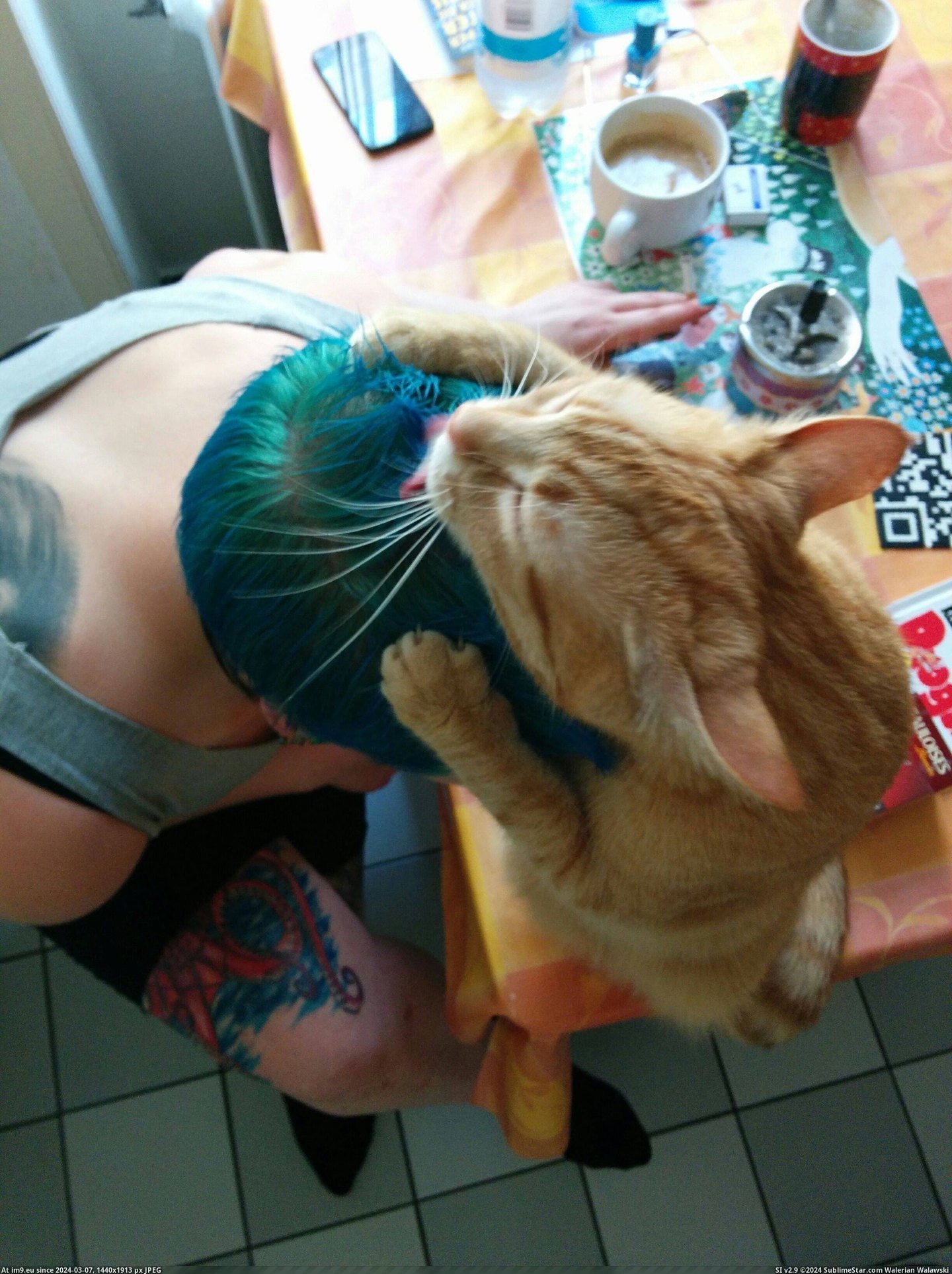 #Cats #Hair #Fix #Human #Mess [Cats] Your hair is a mess, human! Here, let me fix that Pic. (Image of album My r/CATS favs))