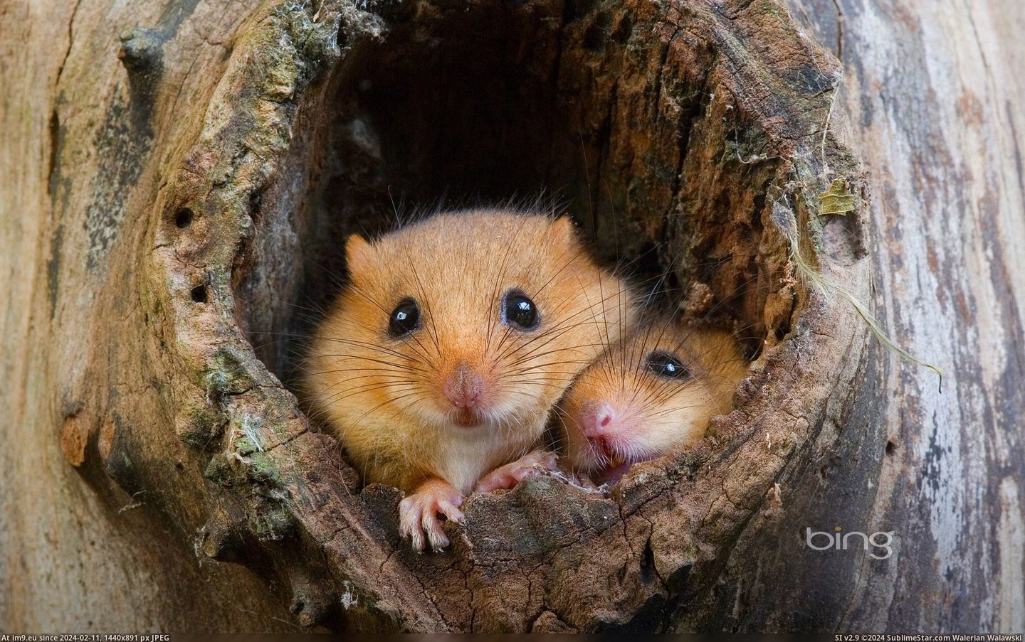 Common Dormouse (Muscardinus avellanarius) at nest opening in tree trunk, Normandy,  France (©Visuals Unlimited, Inc) (in Best photos of January 2013)
