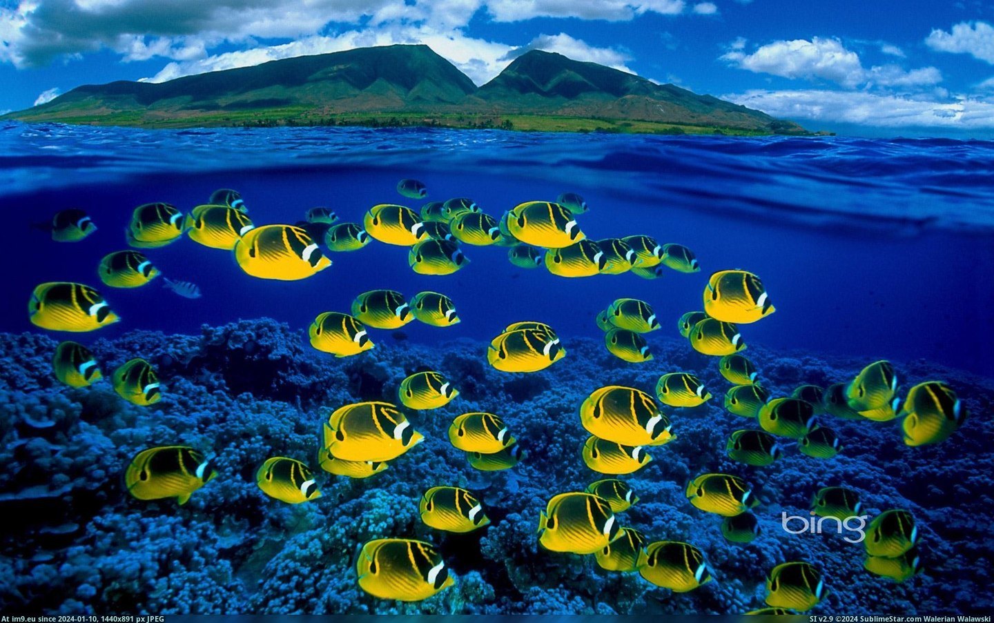 Composite image of raccoon butterflyfish underwater, Maui, Hawaii (in Bing Photos November 2012)