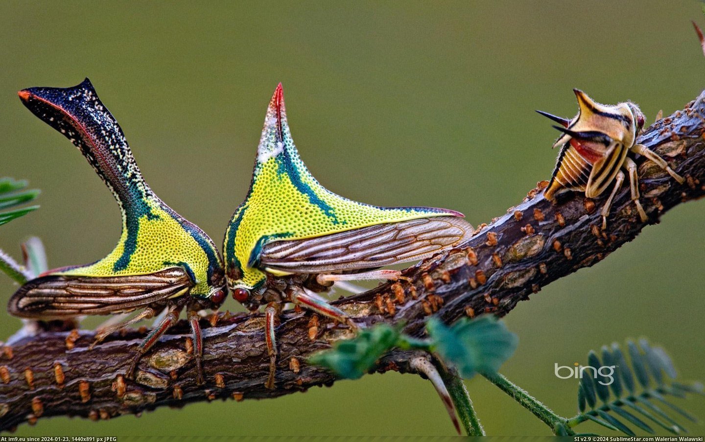 Composite of a juvenile thorn bug on the left, and female and male thorn bug head-to-head on a sweet acacia branch (in Bing Photos November 2012)