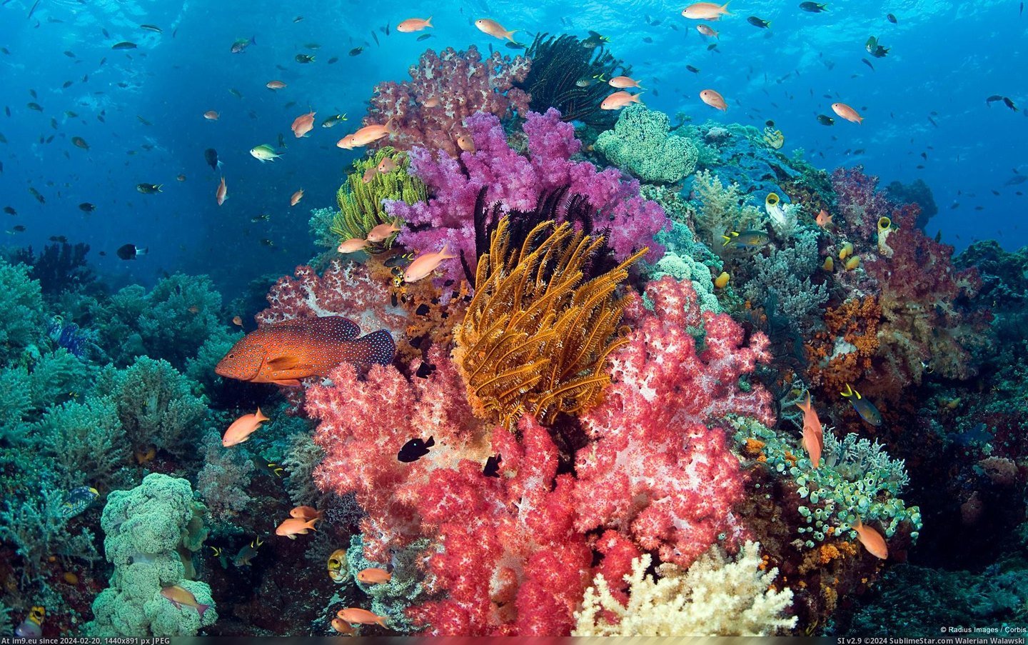 Coral Reef (West Papua, Indonesia) (in 1920x1200 wallpapers HD)