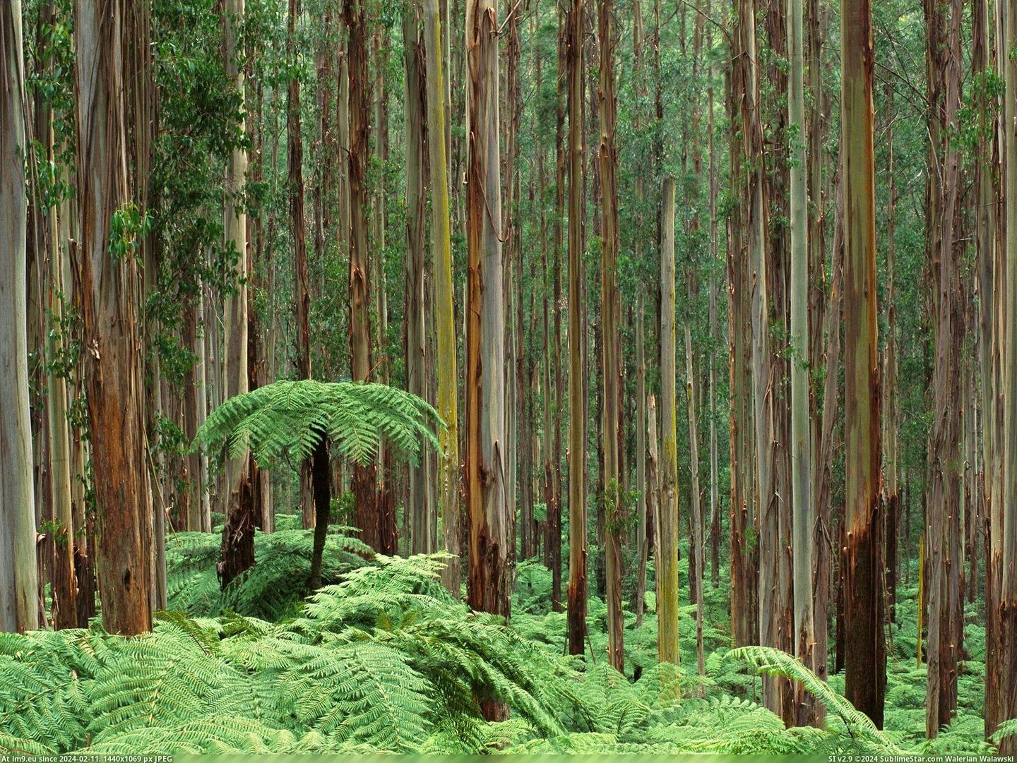 Dandenong Ranges National Park, Australia (in Beautiful photos and wallpapers)