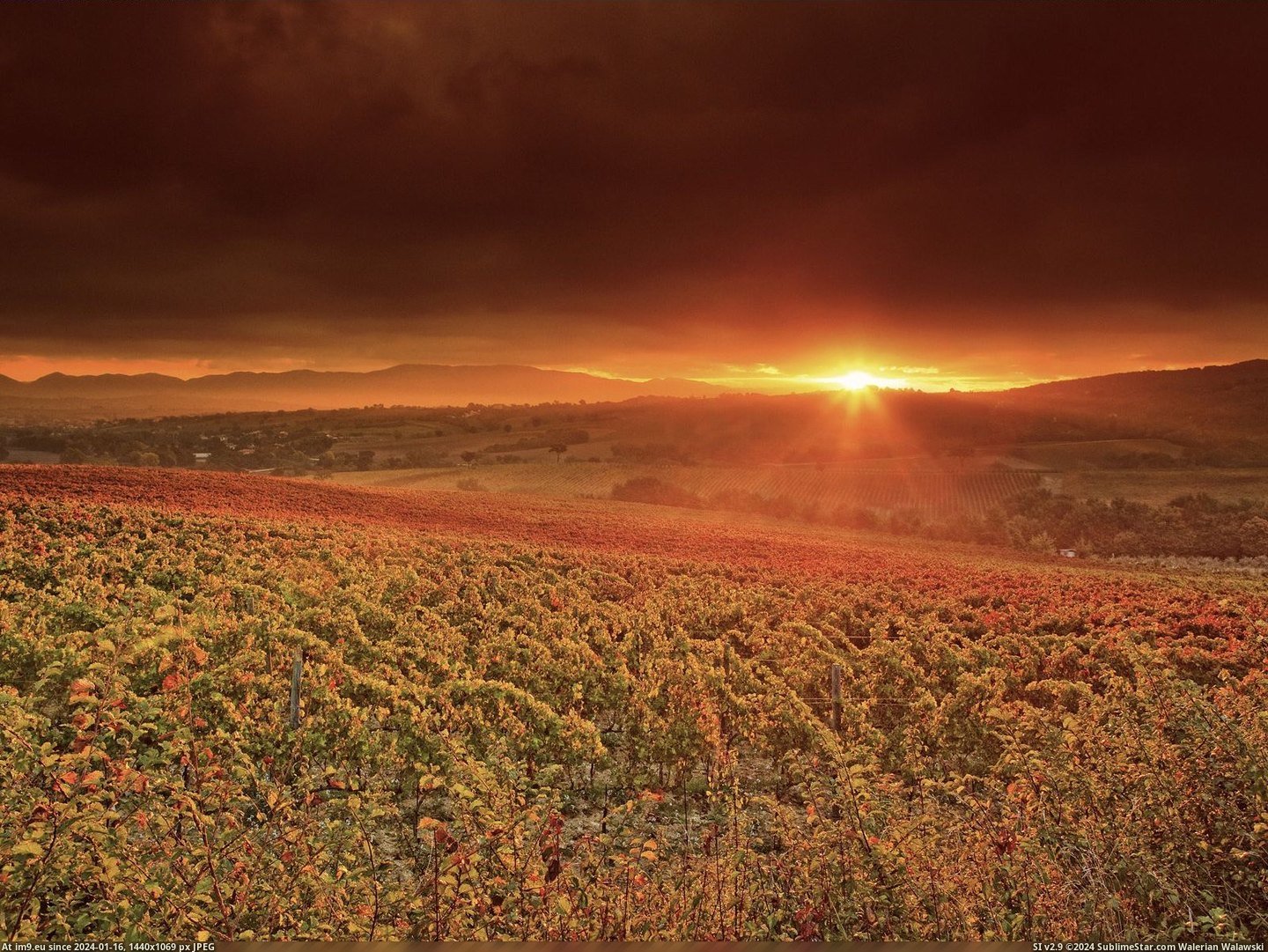 Dawn on the Vineyards, Montefalco, Italy (in Beautiful photos and wallpapers)