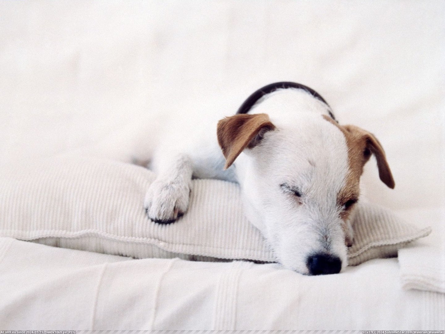 Dog Napping (in Beautiful photos and wallpapers)