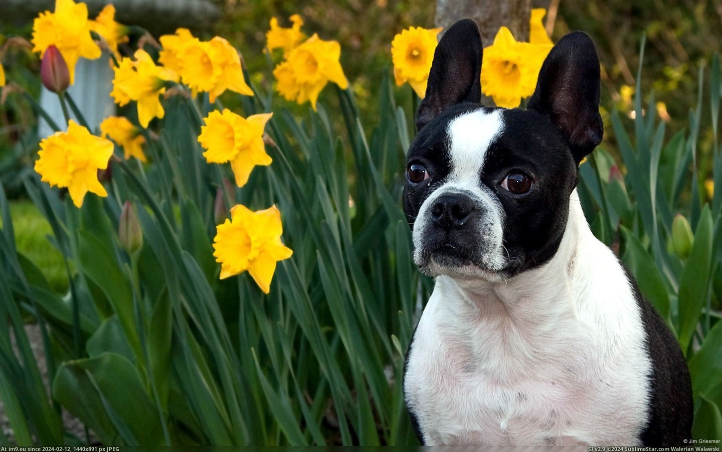 Dog with Daffodils (in 1920x1200 wallpapers HD)