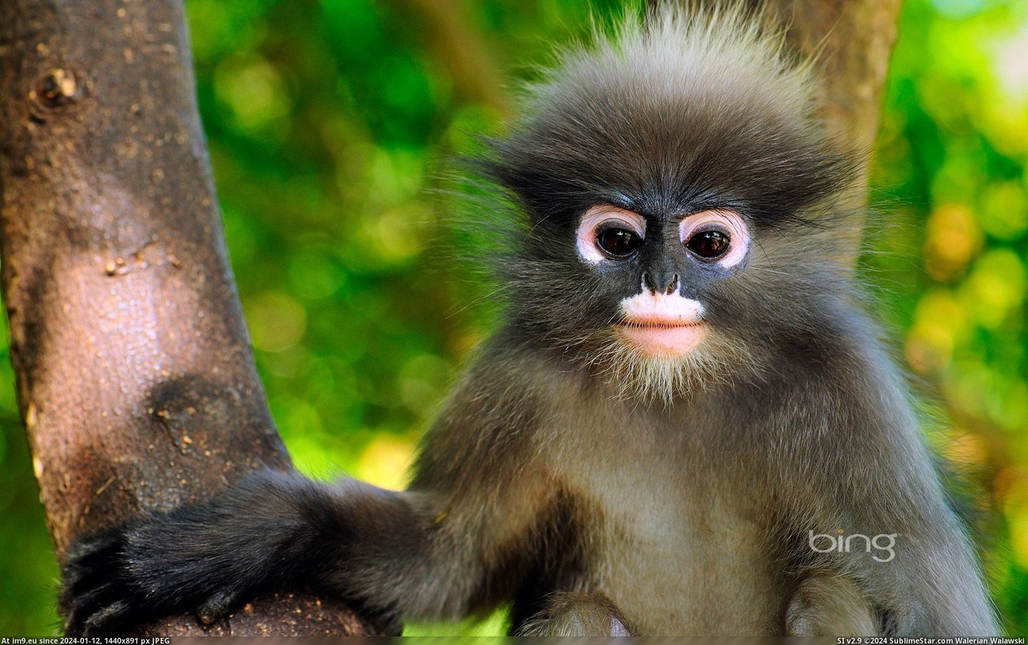 Dusky leaf monkey, Khao Sam Roi Yot National Park, Thailand (©Visuals Unlimited - Corbis) (in Best photos of January 2013)