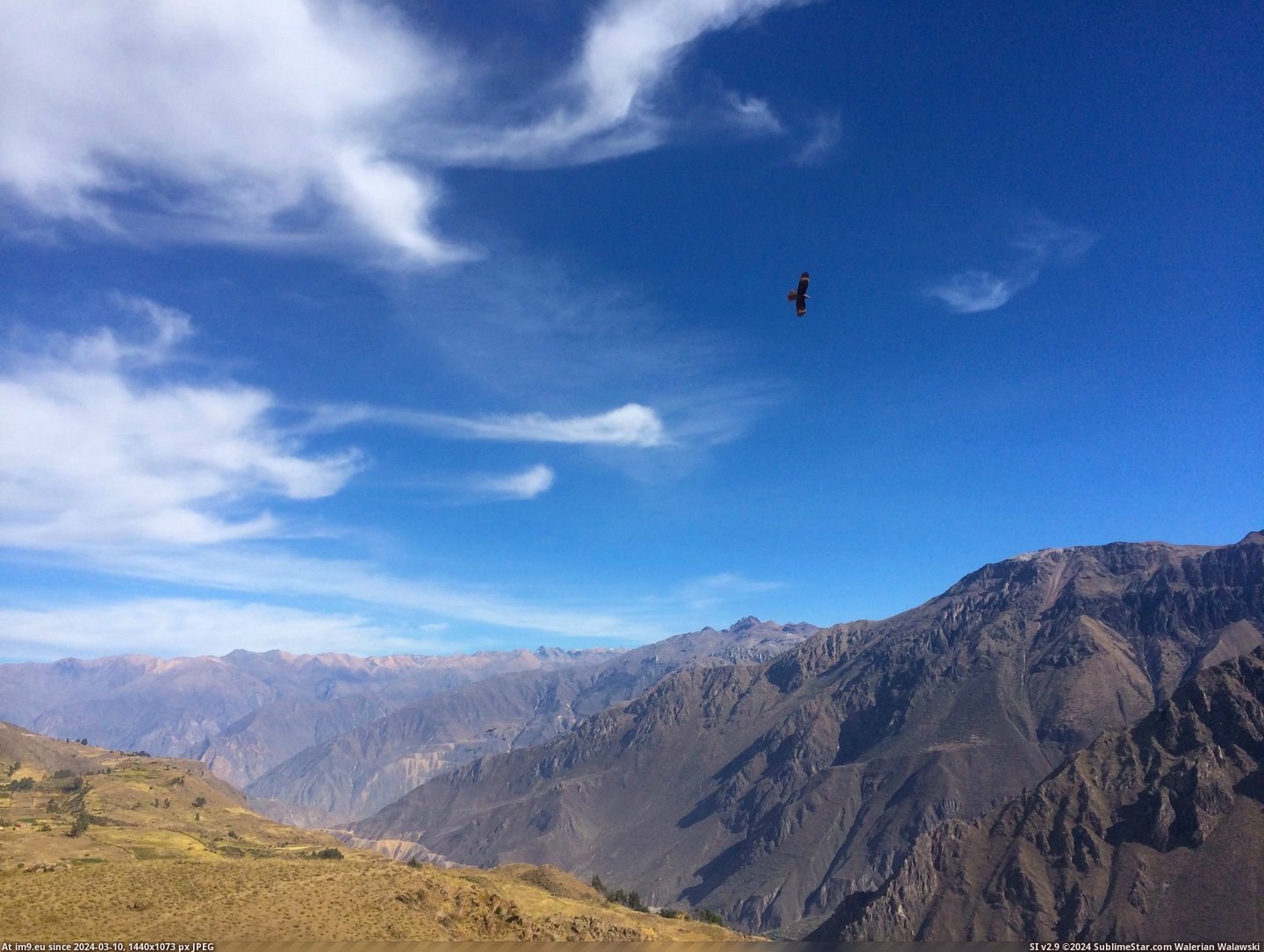 #One #World #Baby #Solo #Deepest #Canyons #Condor #Canyon #3264x2448 #Flying #Peru [Earthporn]  A baby andean condor flying solo above Colca Canyon, Peru (one of the deepest canyons in the world) [3264x2448] Pic. (Bild von album My r/EARTHPORN favs))