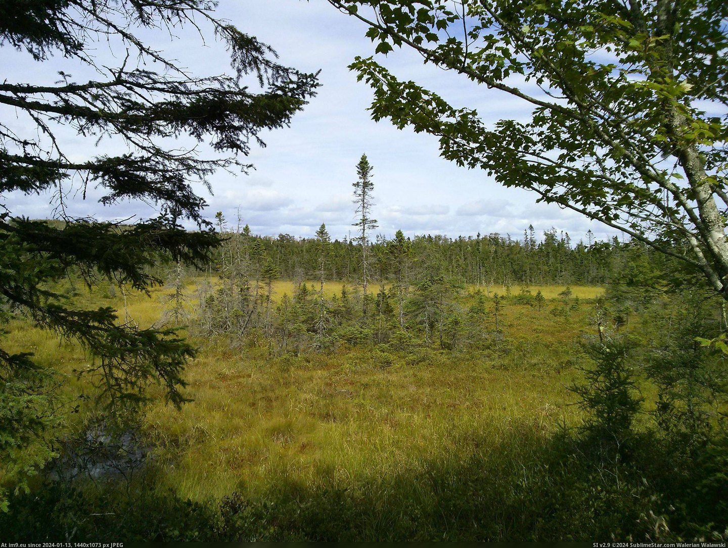 #One #Black #Trees #Scotia #Spruce #Bog #Growing #Nova #Species [Earthporn] A copse of Black spruce growing in a Nova Scotia bog. They are one of few species of trees that can thrive in the we Pic. (Image of album My r/EARTHPORN favs))