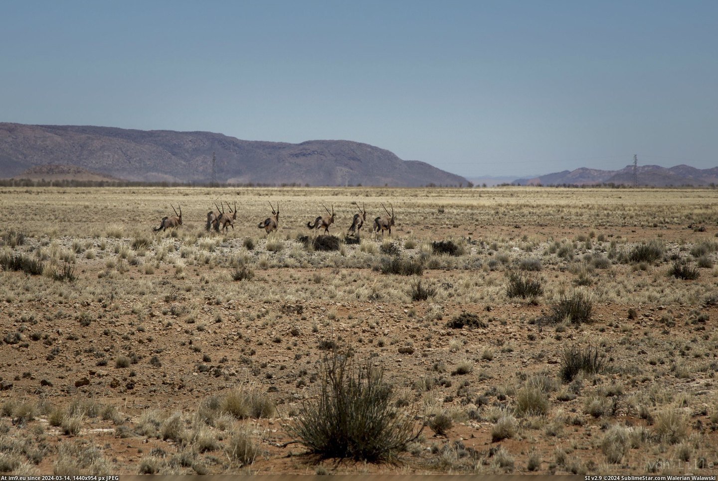 #South #Africa #Namibia #Herd #Kalahari #Desert #Running [Earthporn] A herd of Gemsbok (Oryx) running through the Kalahari desert near the border of South Africa-Namibia.  [3709x2473] Pic. (Изображение из альбом My r/EARTHPORN favs))