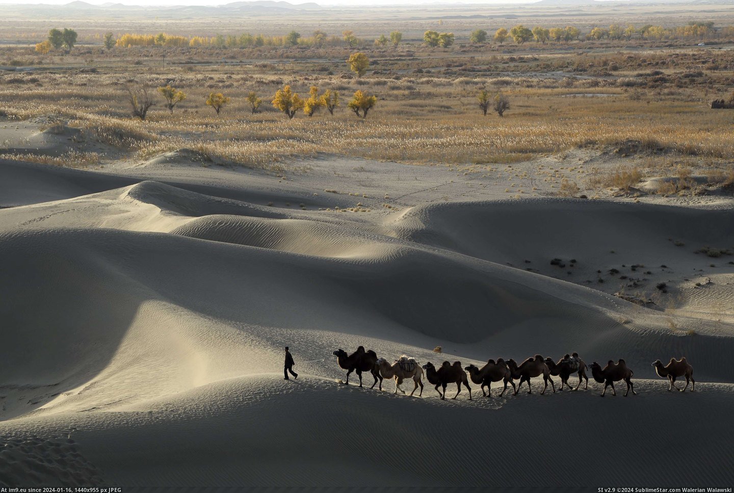 #Man #Desert #Edge #Region #3500x2333 #Taklamakan #Uighur #Leads #Autonomous #Camels #Xinjiang [Earthporn] A man leads camels at the edge of the Taklamakan Desert in Xinjiang Uighur Autonomous Region [3500x2333] Pic. (Изображение из альбом My r/EARTHPORN favs))