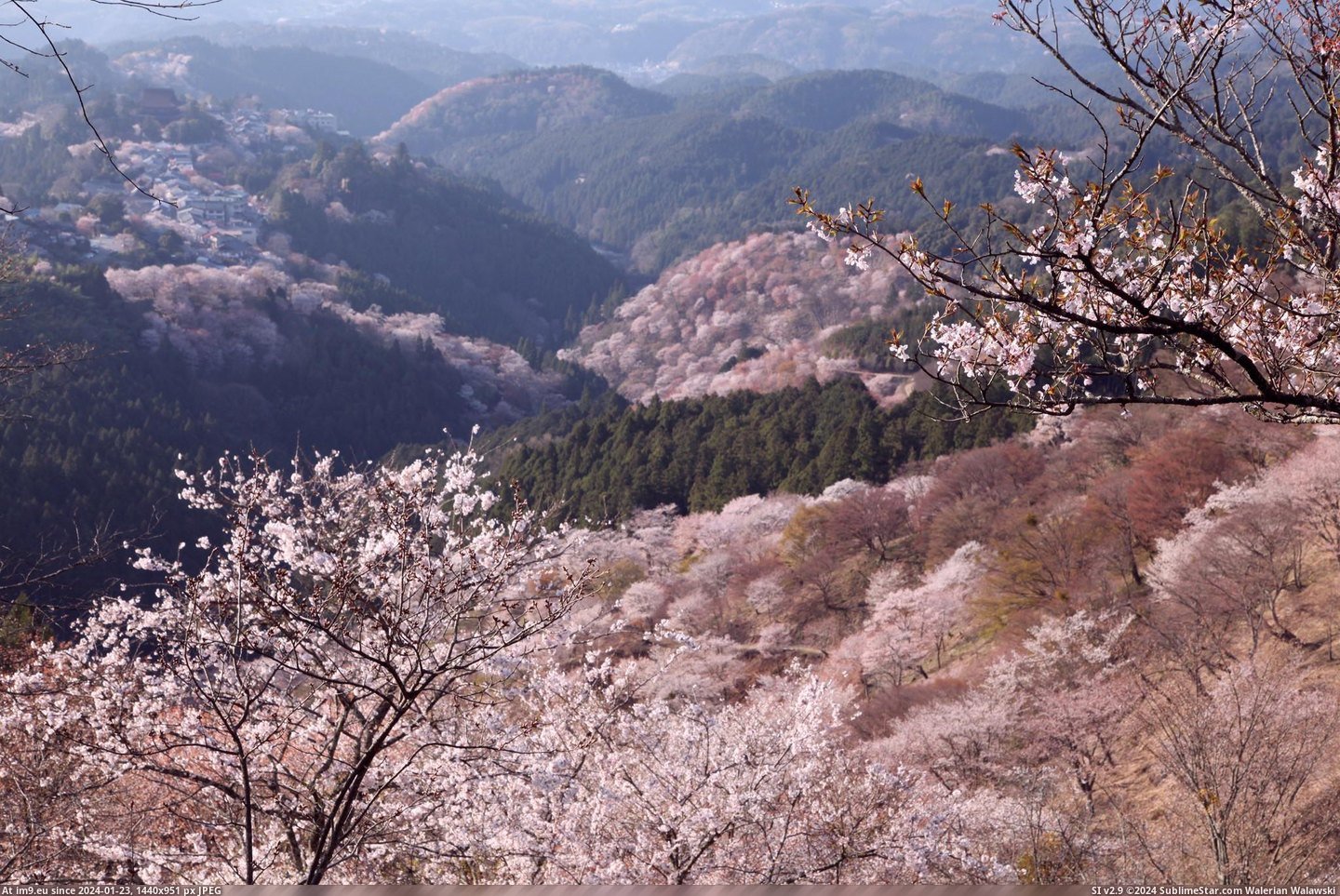 #Japan #Mountain #Covered #Yoshino #Mountainside #Cherry #2048x1365 #Blossoms [Earthporn] A mountainside covered in cherry blossoms at Yoshino Mountain, Japan [2048x1365] Pic. (Изображение из альбом My r/EARTHPORN favs))