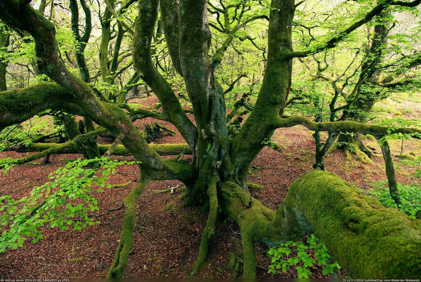#Tree #Scotland #Oban #Woods [Earthporn] A tree in the woods near Oban, Scotland [2208x1474][OC] Pic. (Obraz z album My r/EARTHPORN favs))