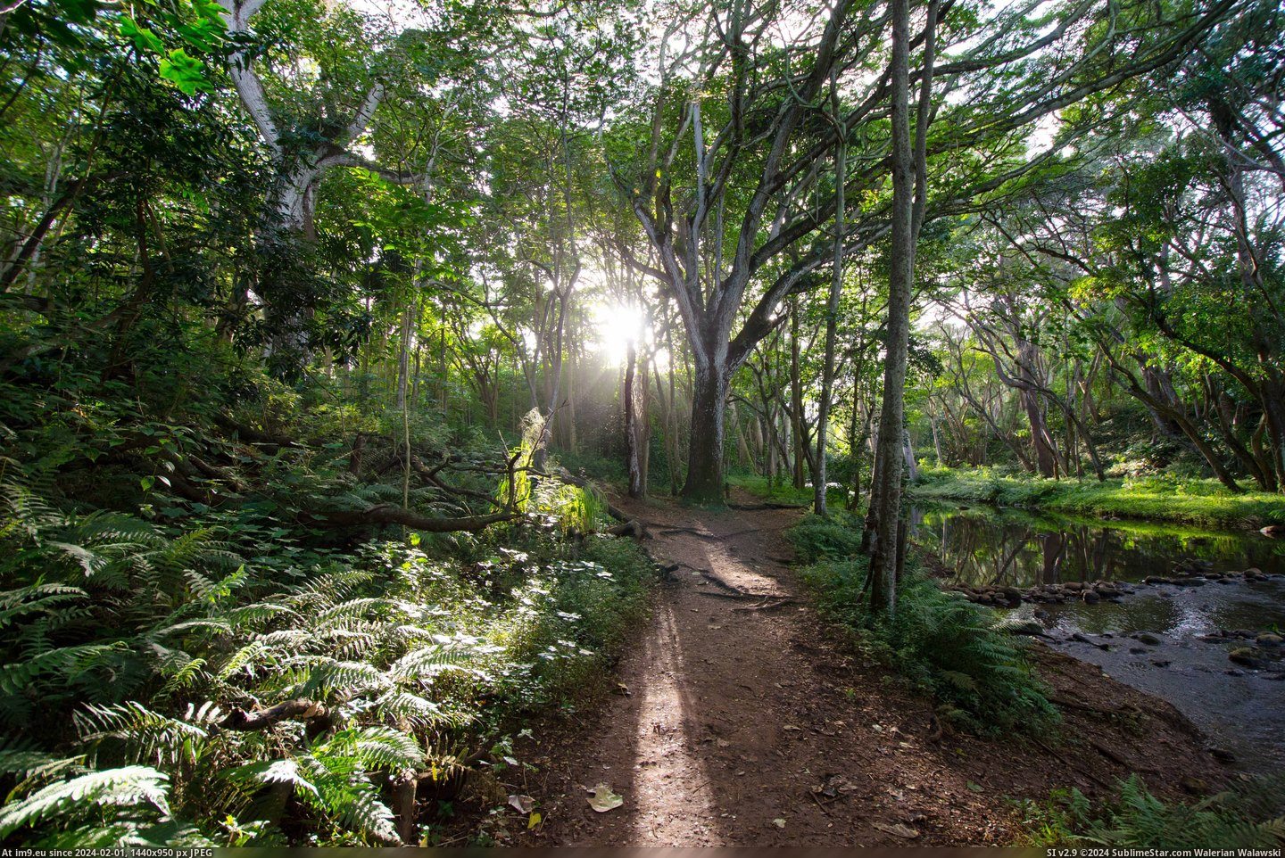 #Forest #Walk #4928x3264 #Hawaii #Rain [Earthporn] A walk through a rain forest, Kapaʻa, Hawaii [4928x3264] Pic. (Bild von album My r/EARTHPORN favs))