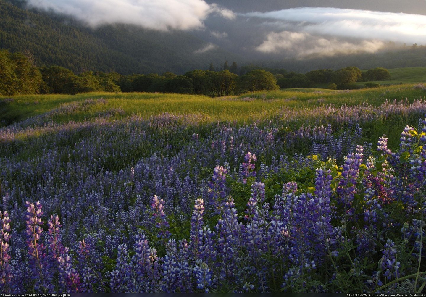 #National #California #State #Redwood #Parks #Lupine #Hills #Fog #Bald [Earthporn] Bald Hills, Lupine, and Fog: Redwood National and State Parks, California. [OC] [2843x1971] Pic. (Image of album My r/EARTHPORN favs))