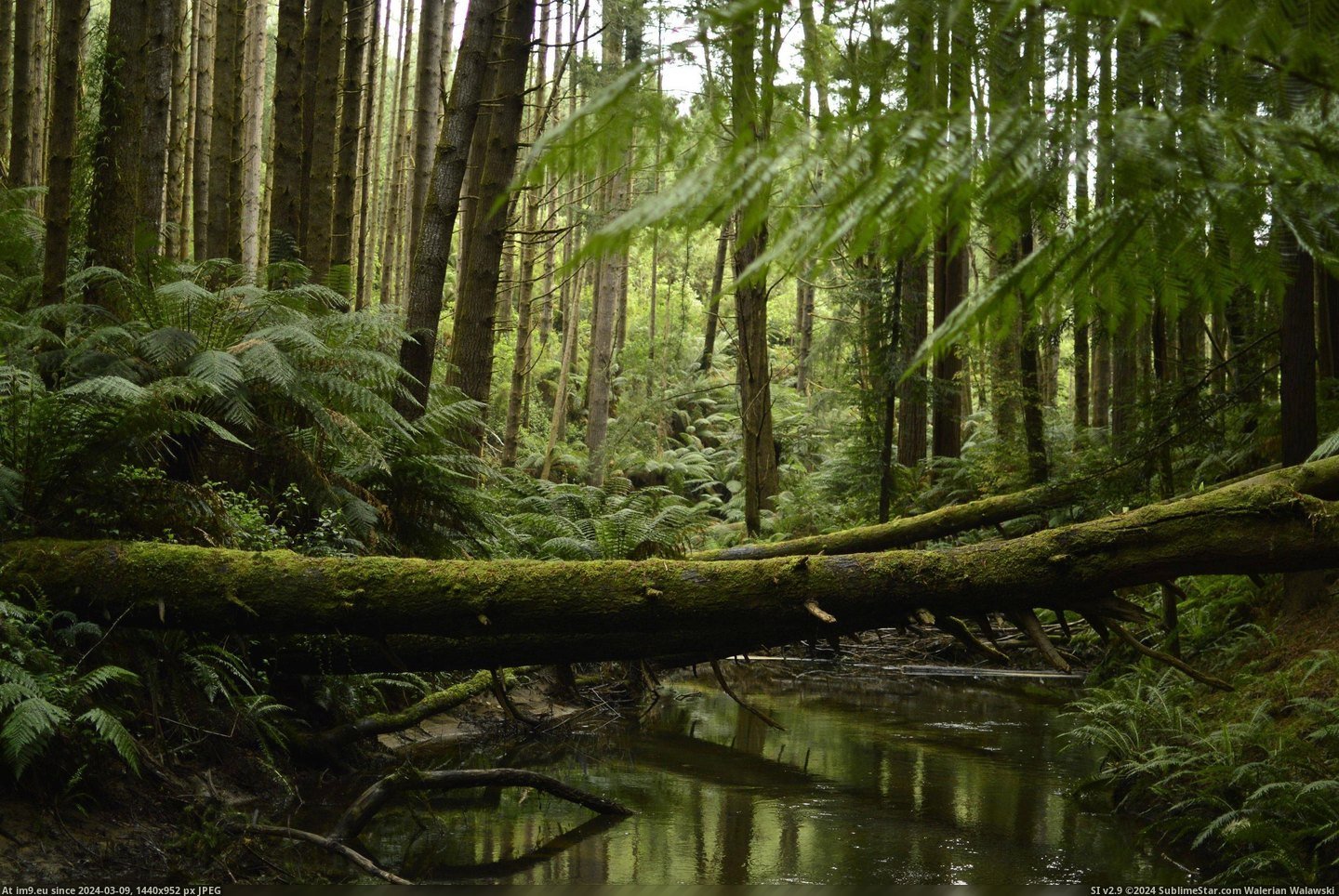 #Forest #Redwood #1600x1065 #Aus #Melbourne #Californian [Earthporn] Californian Redwood forest near Melbourne, AUS [1600x1065] [OC] Pic. (Obraz z album My r/EARTHPORN favs))