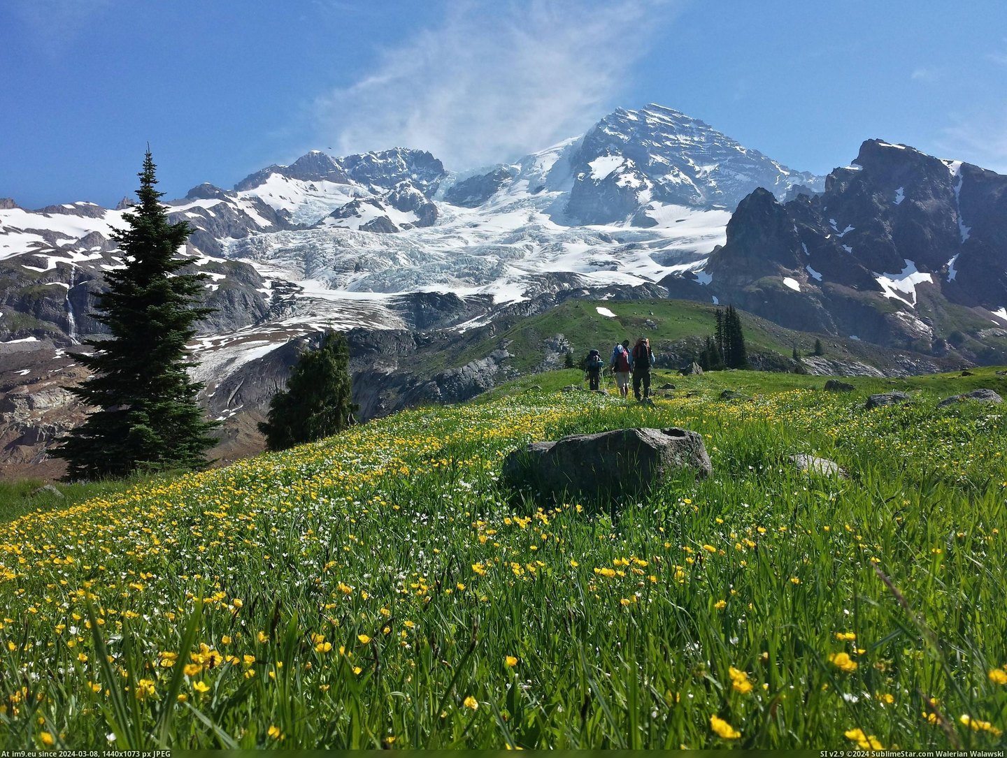#Shot #Experience #Classic #Wonderland #Ridge #Ranier #Trail #Gotta #Emerald [Earthporn] Classic shot of Mt. Ranier from Emerald Ridge on the Wonderland Trail. You gotta be there to really experience it. [ Pic. (Image of album My r/EARTHPORN favs))