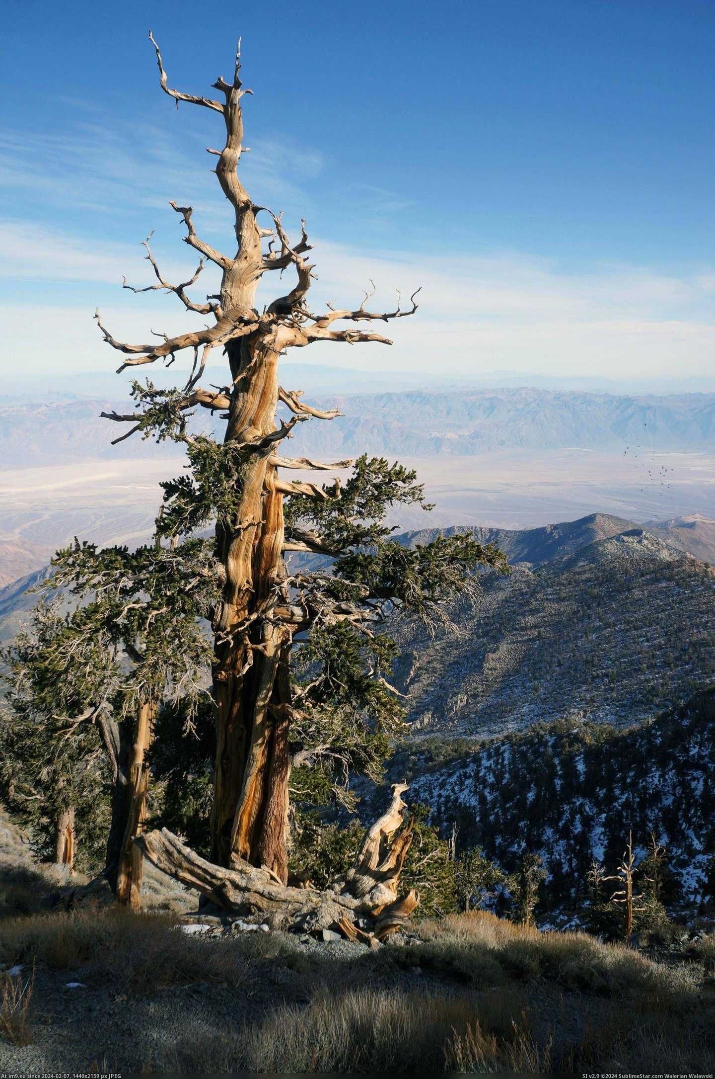 #California #Valley #Death #Pine #Bristlecone #Peak #Telescope #Ancient [Earthporn] Death Valley from Telescope Peak and an ancient Bristlecone Pine, California [OC] 2056x3094 Pic. (Изображение из альбом My r/EARTHPORN favs))