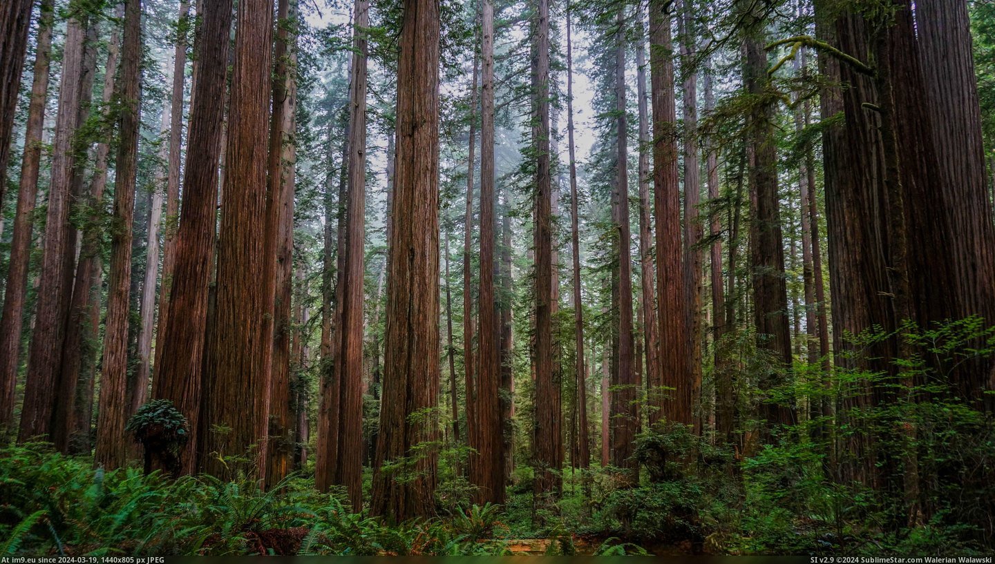 #California #Redwoods #Deep [Earthporn] Deep in the Redwoods, California (4420x2484) (OC) Pic. (Изображение из альбом My r/EARTHPORN favs))