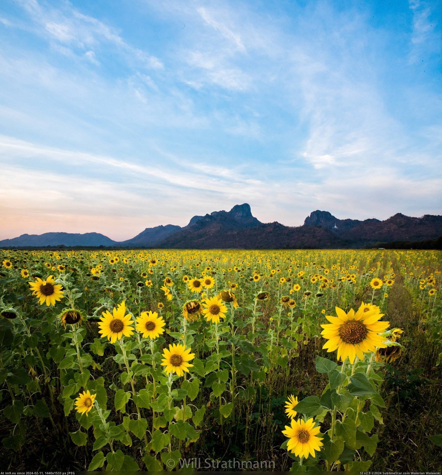 #Thailand #Endless #Sunflowers [Earthporn] Endless sunflowers in Lopburi, Thailand  [2243x2400] Pic. (Obraz z album My r/EARTHPORN favs))