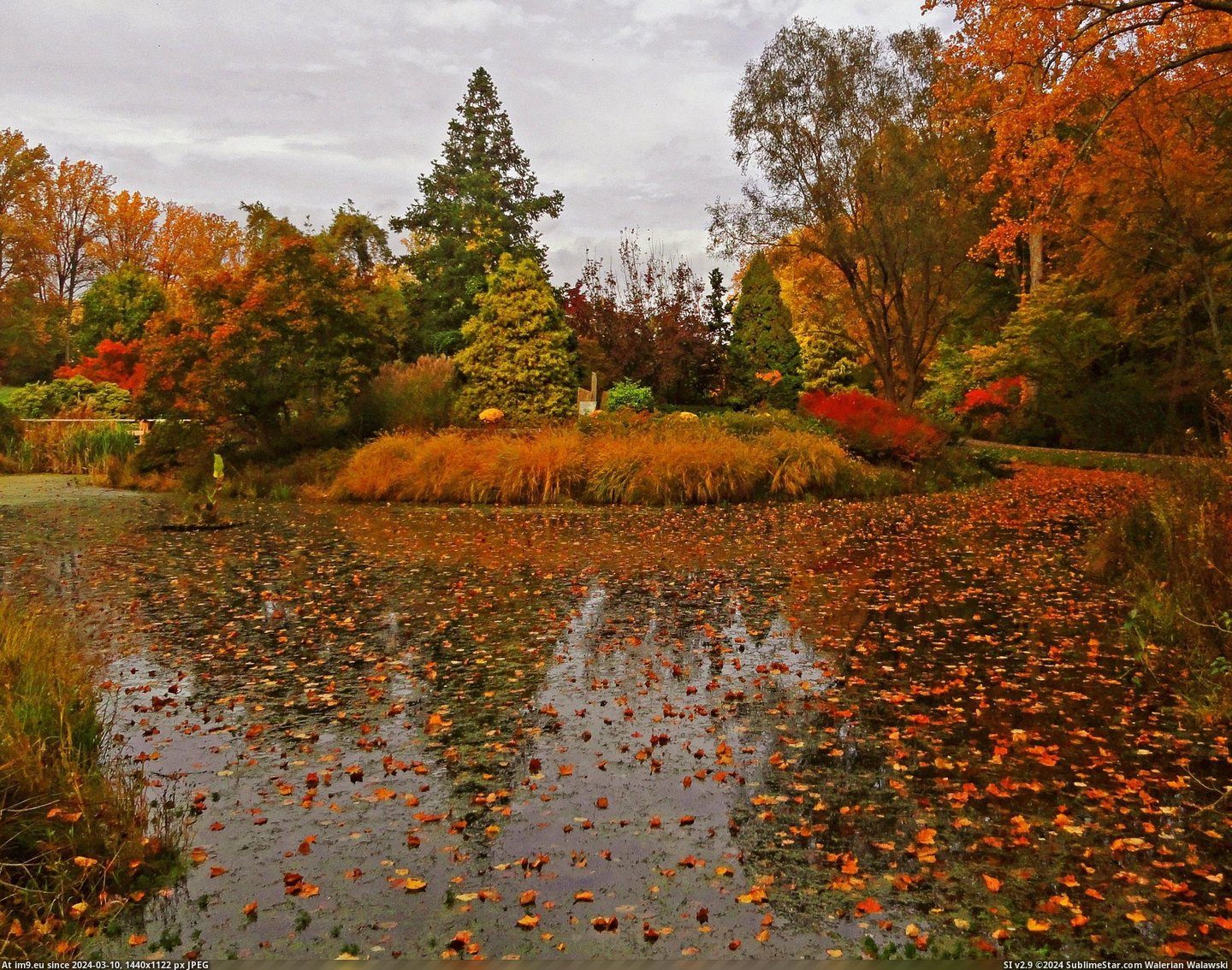 #Bad #Phone #Isn #Maryland #Brookside #Fall #Justice #Gardens [Earthporn] Fall in Maryland isn't too bad either. My phone doesn't do it justice. Brookside Gardens, MD [OC] [2215x1738] Pic. (Image of album My r/EARTHPORN favs))