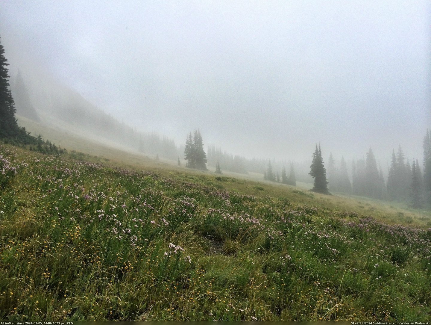 #Mountain #Northern #2448x1836 #Cascades #Meadow #Foggy [Earthporn] Foggy mountain meadow in the Northern Cascades, WA  [2448x1836] Pic. (Изображение из альбом My r/EARTHPORN favs))