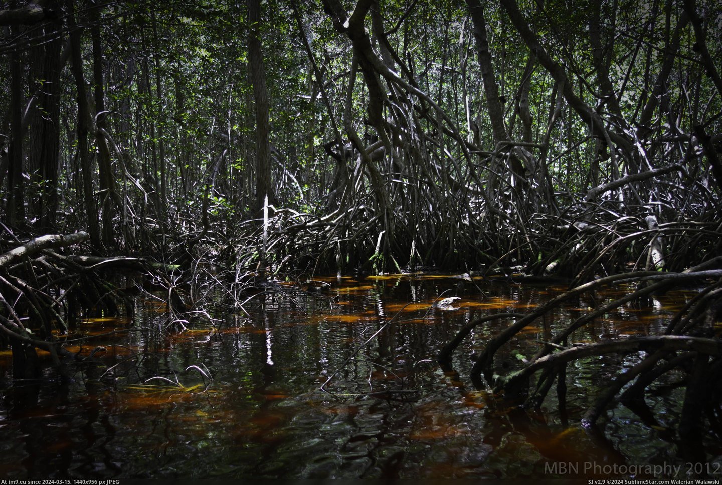 #Forest #Yucatan #Celeston #4752x3168 [Earthporn] Forest at Celeston, Yucatan [4752x3168] [OC] Pic. (Obraz z album My r/EARTHPORN favs))