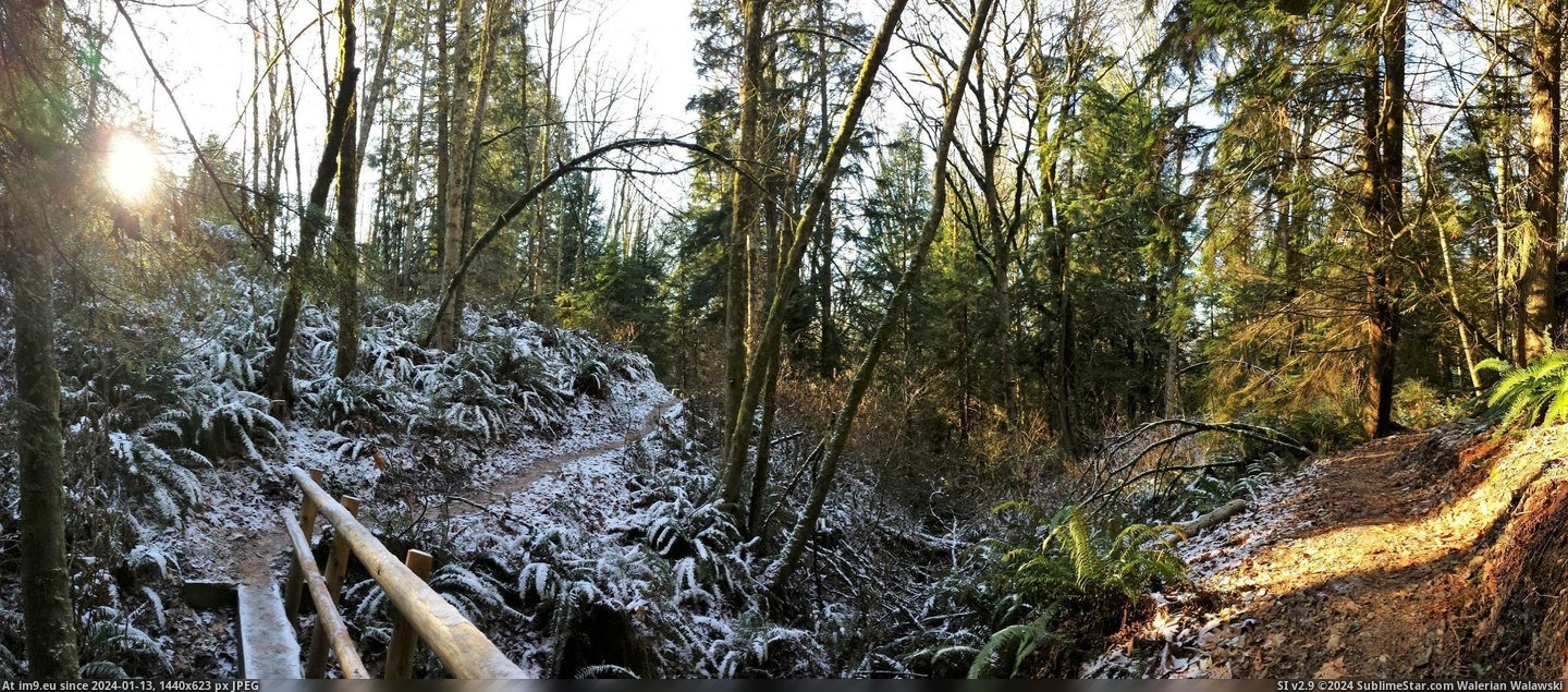 #Forest #Cougar #Frosty #Mountain [Earthporn] Frosty forest on Cougar Mountain, WA [2597x1135] [OC] Pic. (Bild von album My r/EARTHPORN favs))