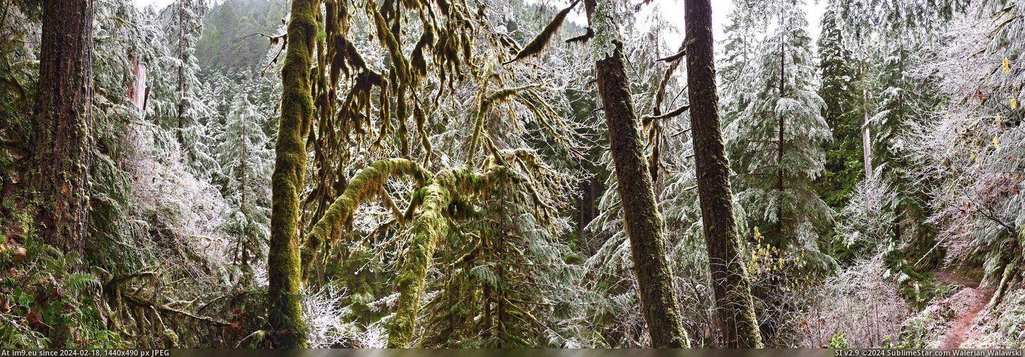  #Frozen  [Earthporn] Frozen Rainforest, WA [9264x3174] Pic. (Изображение из альбом My r/EARTHPORN favs))