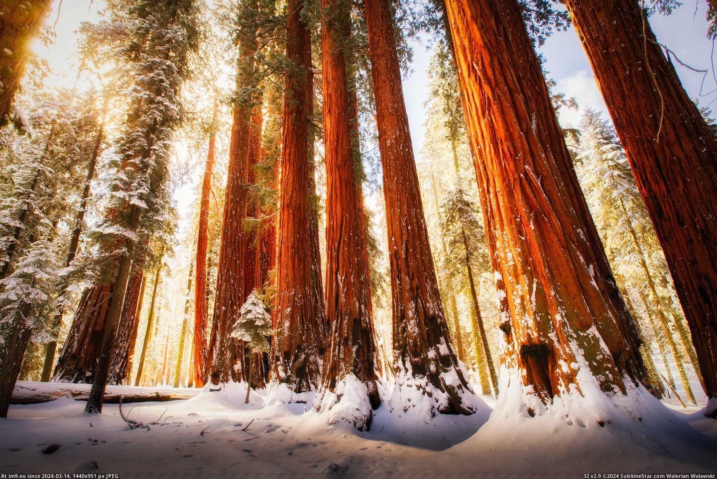 #Park #Full #Sequoia #2048x1365 #National #Light [Earthporn] Full of light (Sequoia National Park) [OC] [2048x1365] Pic. (Изображение из альбом My r/EARTHPORN favs))