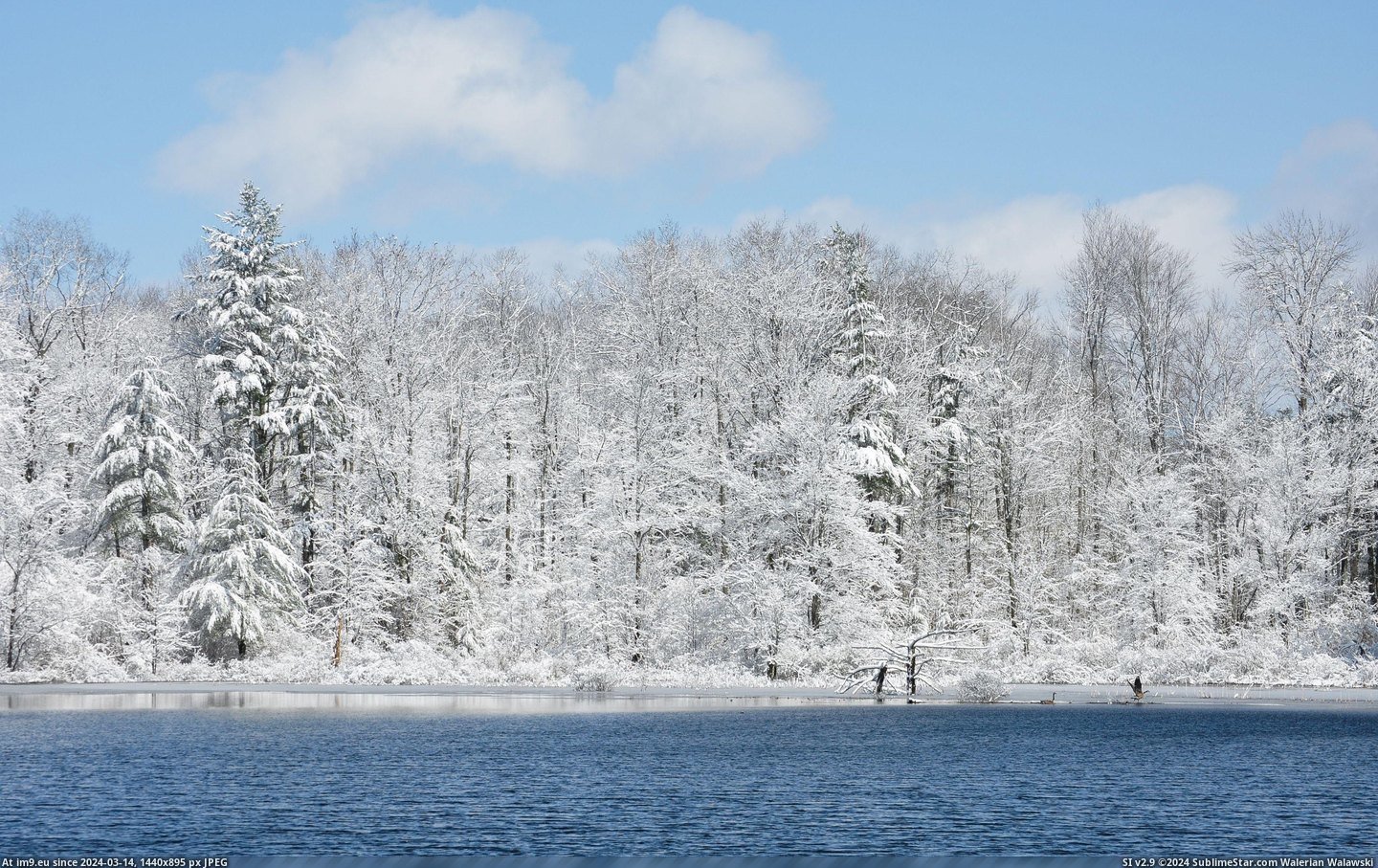 #Season #Late #Snowfall #Geese #Enjoying #Vermont [Earthporn] Geese enjoying a late season snowfall in Vermont [OC][3216 × 2010] Pic. (Image of album My r/EARTHPORN favs))