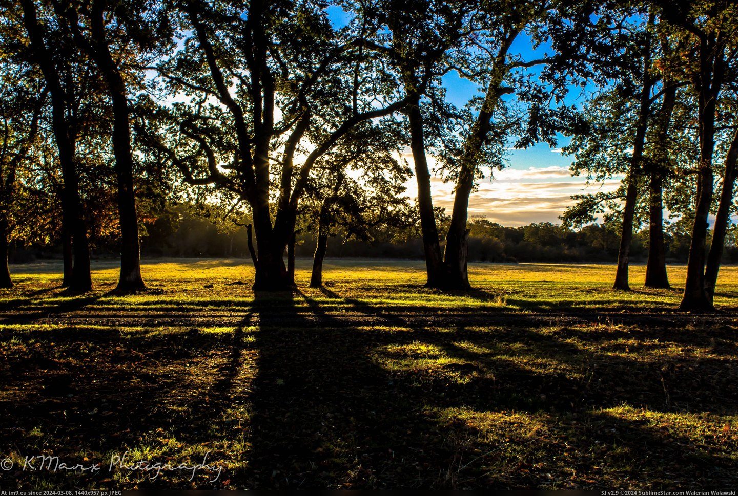 #Island #Gorgeous #Oregon #Autumn #Grove #Oak #Trees #Sunrise #5184x3456 [Earthporn] Gorgeous autumn sunrise through a grove of oak trees, Sauvie Island, Oregon  [5184x3456] Pic. (Obraz z album My r/EARTHPORN favs))