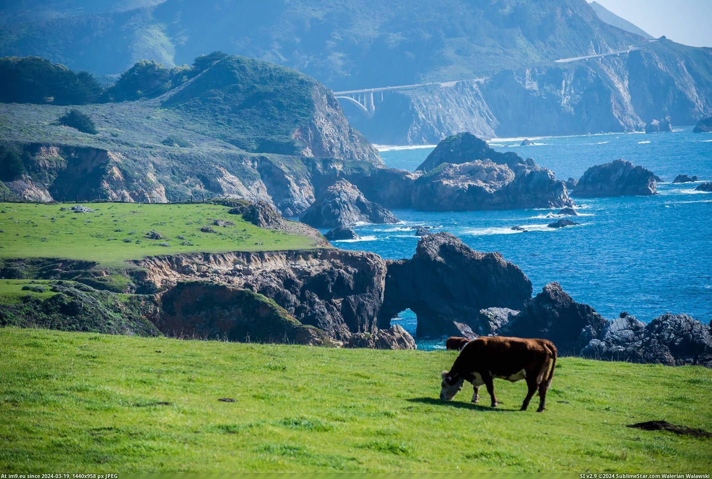 #Big #Sur #Cows #Happy [Earthporn] Happy cows in Big Sur, CA [6016x4016] Pic. (Image of album My r/EARTHPORN favs))