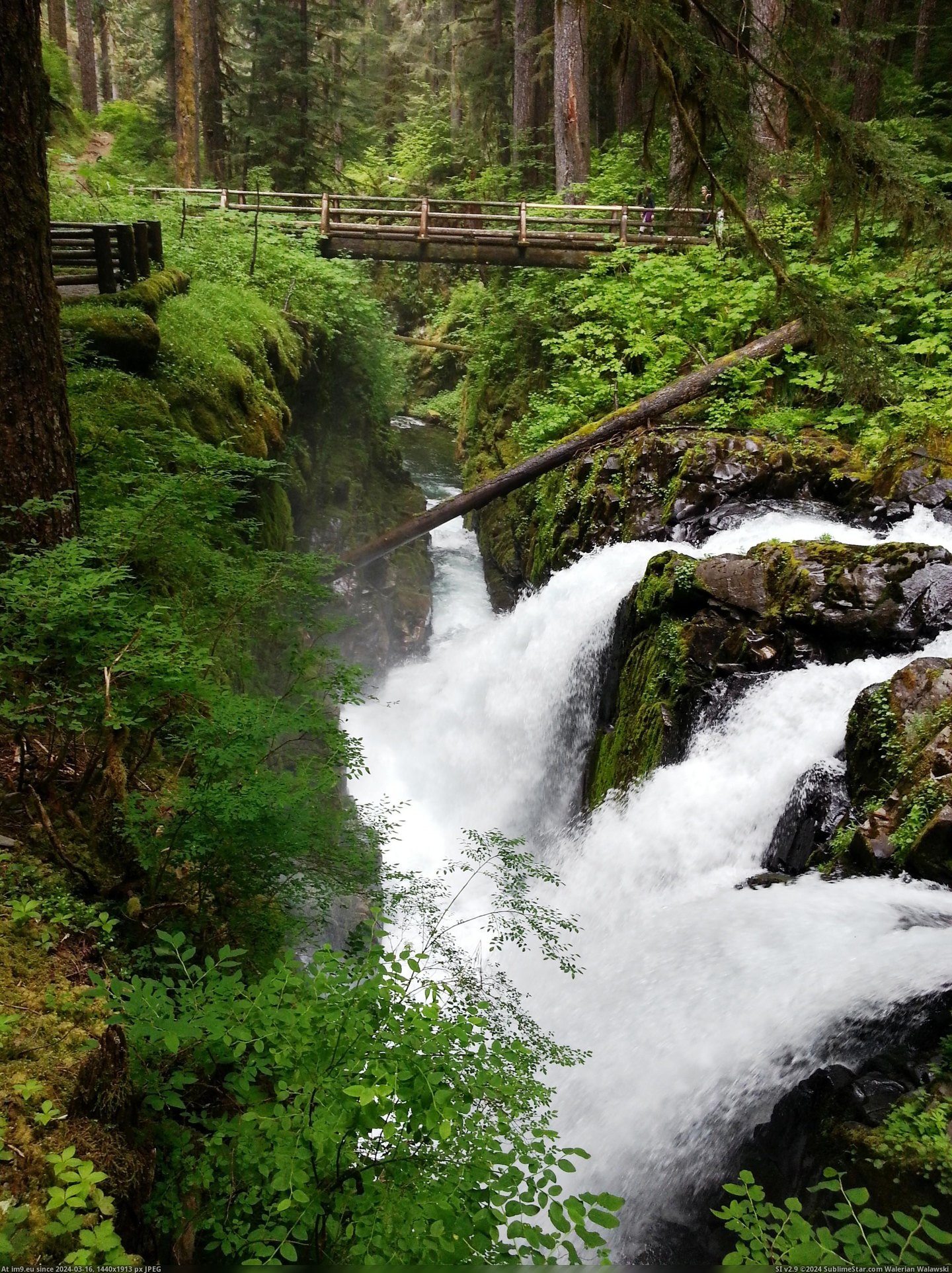 #Shot #Falls #Washington #Sol #Duc #Visited #Peninsula #Olympic [Earthporn] I visited the Olympic Peninsula (Washington). Here is a shot of Sol Duc Falls [2,448 × 3,264] Pic. (Obraz z album My r/EARTHPORN favs))