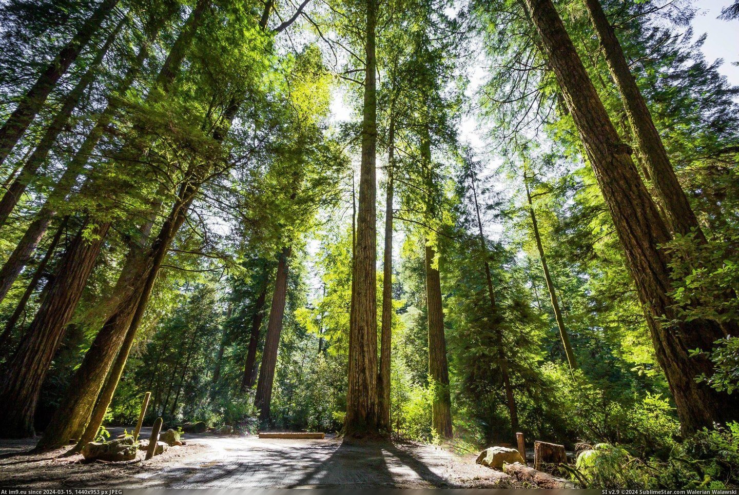 #Park #City #Smith #Redwoods #Crescent #State #Weekend [Earthporn] I went to the Jedediah Smith Redwoods State Park outside of Crescent City, CA this weekend [5110x3409] Pic. (Obraz z album My r/EARTHPORN favs))