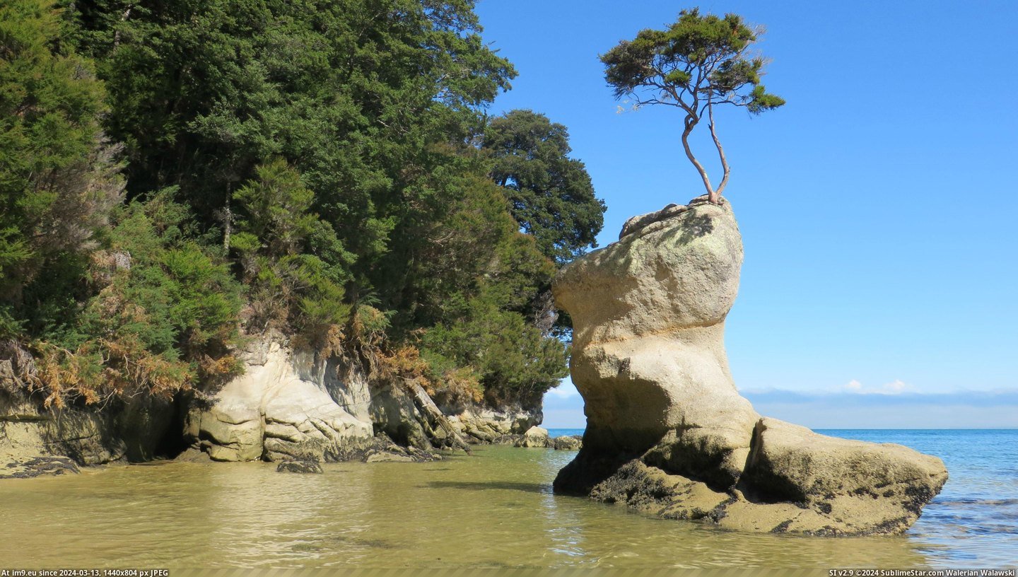 #Park #Life #National #Tasman #Abel #Way #Zealand #Finds [Earthporn] Life, uh, finds a way in Abel Tasman National Park, New Zealand [3600x2023] Pic. (Obraz z album My r/EARTHPORN favs))