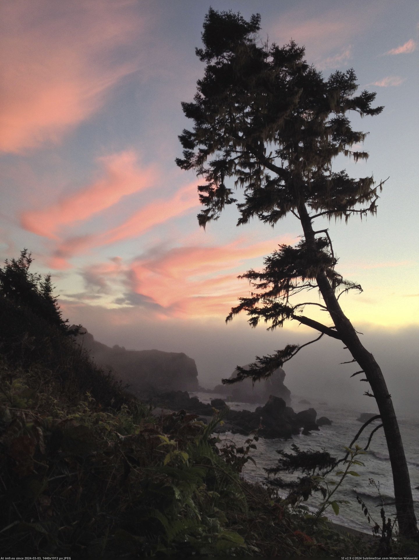 #Sunset #Tree #County #Lone #Humboldt #Rocky #2448x3264 #Shore [Earthporn] Lone tree over rocky shore at sunset in Humboldt County, CA [2448x3264] Pic. (Obraz z album My r/EARTHPORN favs))