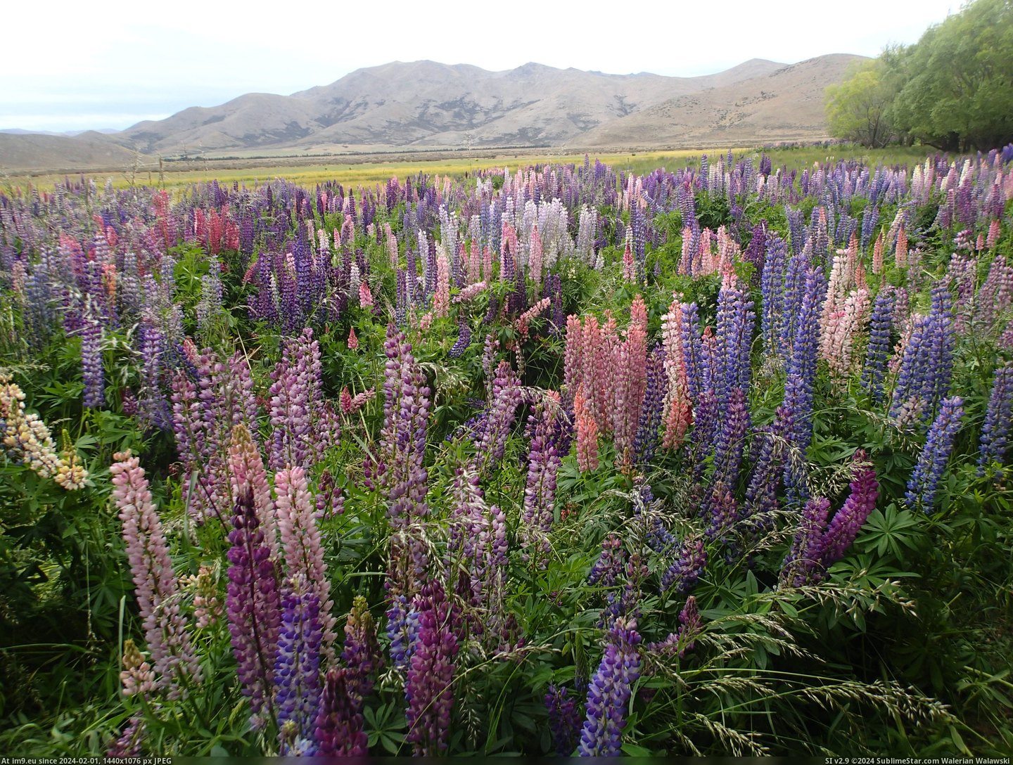 #Zealand #Central #Otago #3968x2976 #Blooming #Lupine [Earthporn] Lupine blooming in Central Otago, New Zealand  [3968x2976] Pic. (Obraz z album My r/EARTHPORN favs))