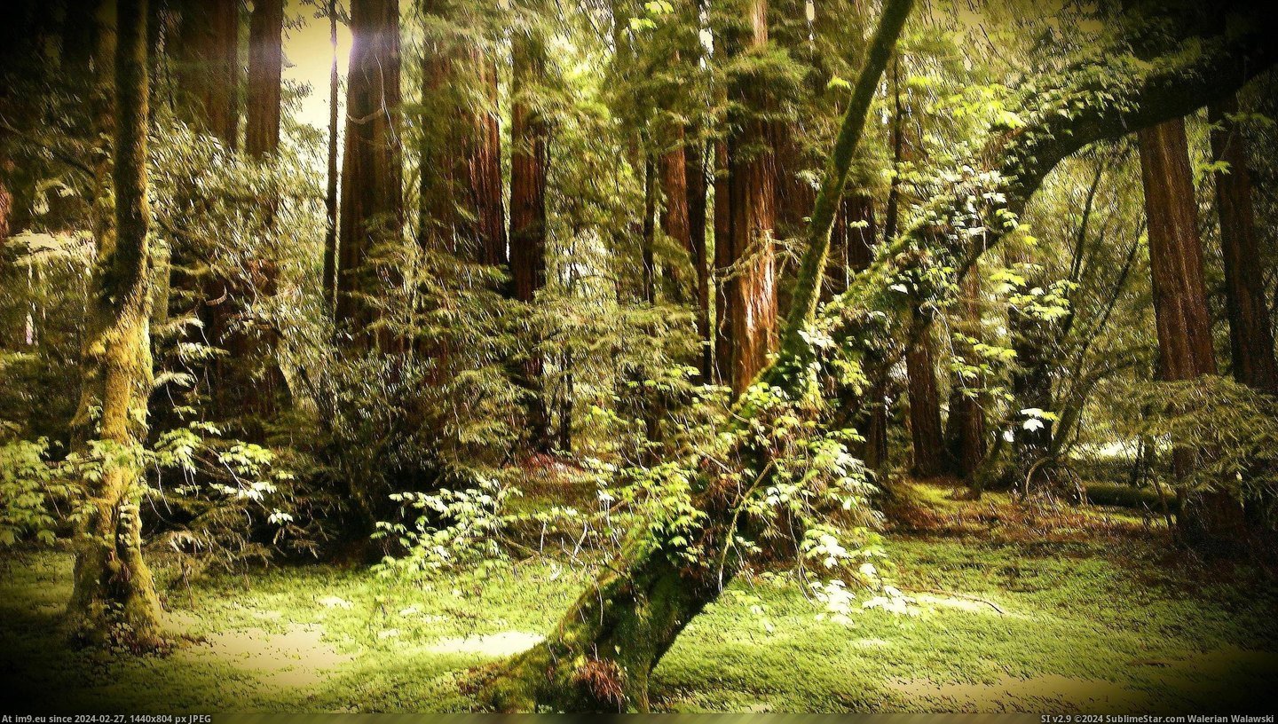 #Old #California #Magical #Forest #Usa [Earthporn] Magical Old Forest. California, USA. [3264 X 1840] Pic. (Изображение из альбом My r/EARTHPORN favs))