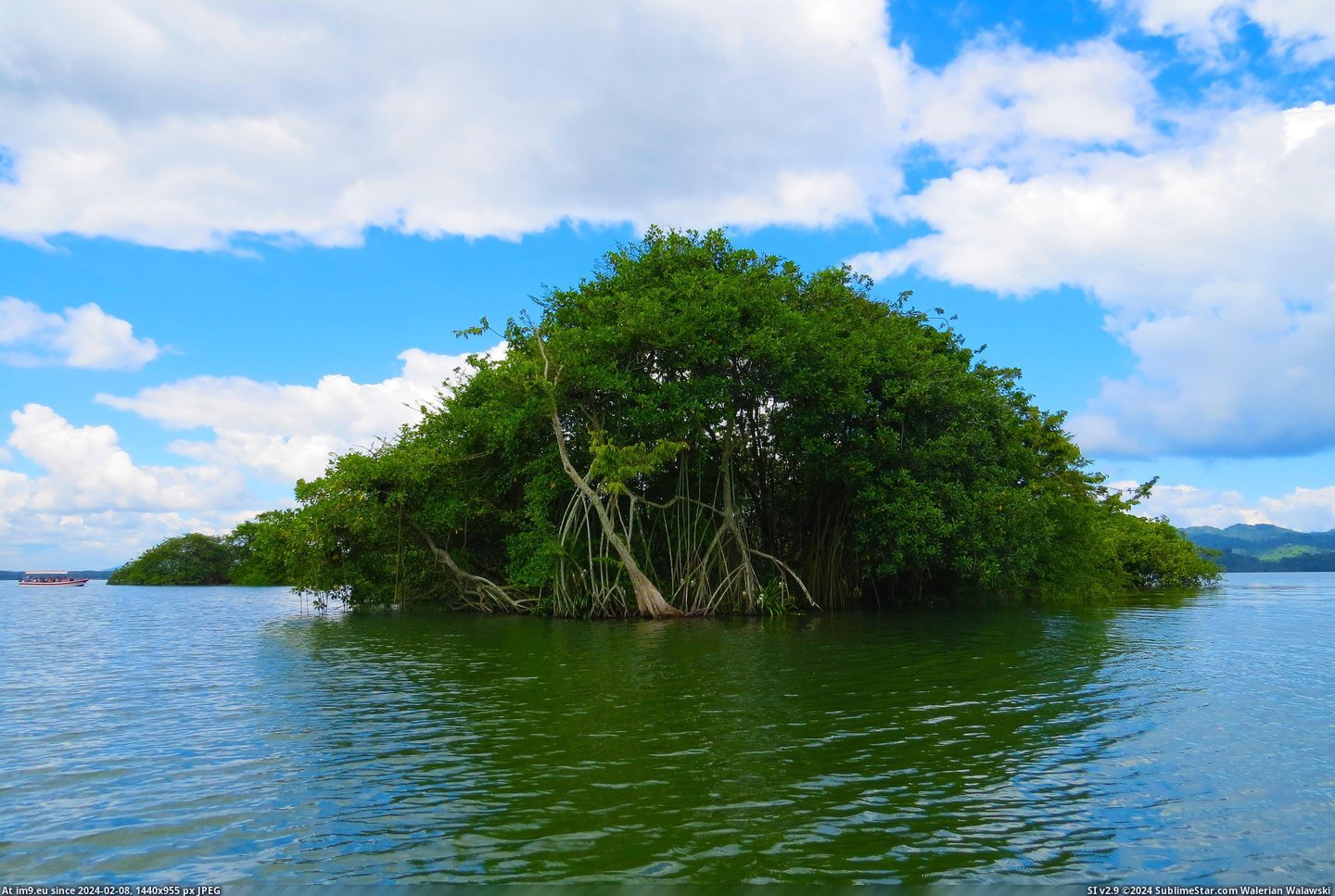 #Island #Trip #Mangrove #4000x2664 #Dulce #Rio #Guatemala [Earthporn] Mangrove Island on the Rio Dulce from my trip to Guatemala [4000x2664] Pic. (Bild von album My r/EARTHPORN favs))