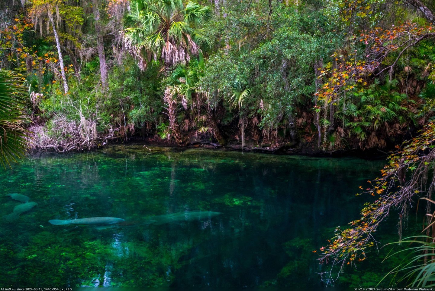 [Earthporn] Opening of the Spring, Blue Springs, Florida [4000x6000] by : mynameisntjeffrey (in My r/EARTHPORN favs)